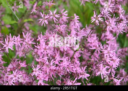 Pink Ragged Robin campions in flower. Stock Photo