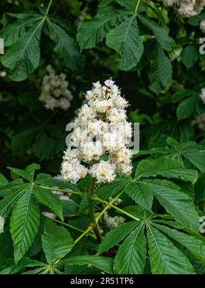 The white upright flower spikes of the horse chestnut Aesculus hippocastanum Stock Photo