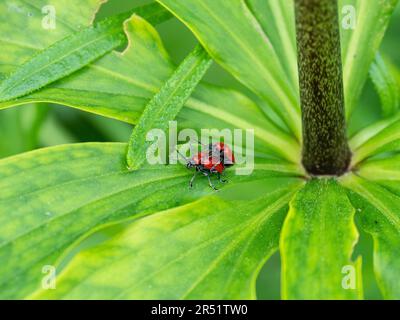 A pair of bright scarlet lily beetles mating on a lily leaf Stock Photo