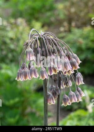 A group of heads of the droop chocolate brown flowers of  Nectaroscordum siculum Stock Photo