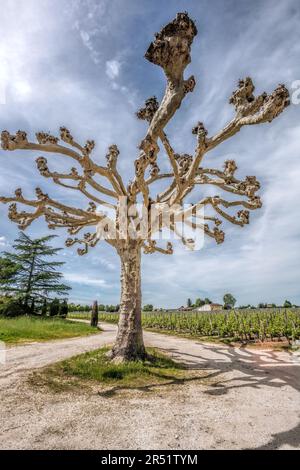 Landscape Pomerol Saint Emilion vineyards in Bordeaux region in France Stock Photo