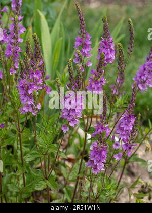 The delicate deep pink flower spikes of Veronica 'Ellen Mae' Stock Photo