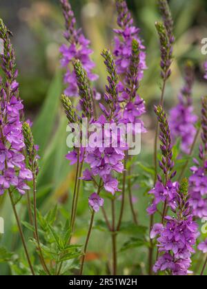 The delicate deep pink flower spikes of Veronica 'Ellen Mae' Stock Photo