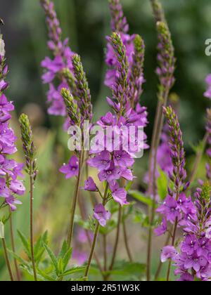 The delicate deep pink flower spikes of Veronica 'Ellen Mae' Stock Photo