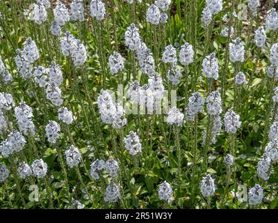 A patch of Veronica gentianoides covered in pale blue upright flower spikes Stock Photo