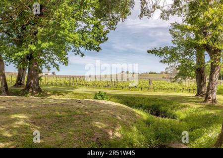 Landscape Pomerol Saint Emilion vineyards in Bordeaux region in France Stock Photo