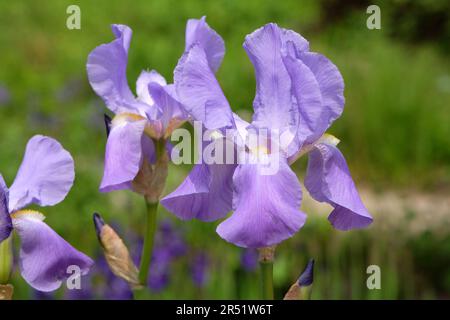 Iris pallida, the Dalmatian iris or sweet iris, in flower. Stock Photo