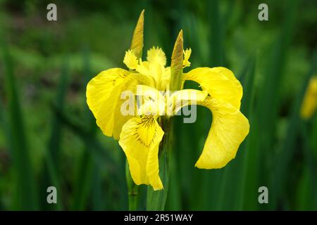 Yellow flag iris is in flower. Stock Photo