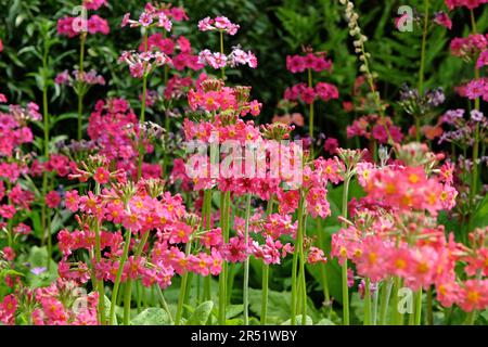 Pink Primula pulverulenta 'mealy primrose' in flower Stock Photo