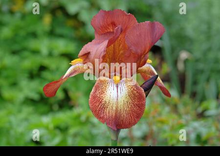 Bearded Iris Kent Pride' in flower. Stock Photo