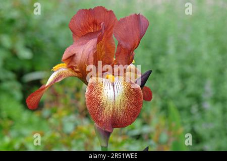 Bearded Iris Kent Pride' in flower. Stock Photo