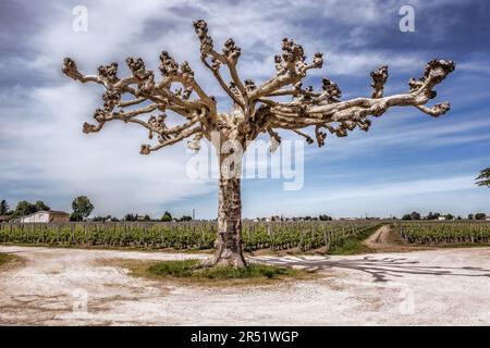 Landscape Pomerol Saint Emilion vineyards in Bordeaux region in France Stock Photo