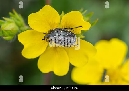 White spotted rose beetle (Oxythyrea funesta, Mediterranean spotted chafer), a beetle of the family Cetoniidae on a buttercup in Italy, Europe Stock Photo