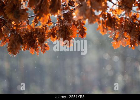 Drops of water fall from orange oak leaves. Forest in the town of Otwock, Mazowieckie province. Oak - a genus of trees and shrubs in the beech family. Stock Photo