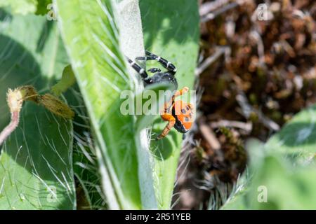 Ladybird spider (Eresus kollari), a brightly coloured spider in the Eresidae family, among vegetation in grassland habitat in Central Italy, Europe Stock Photo