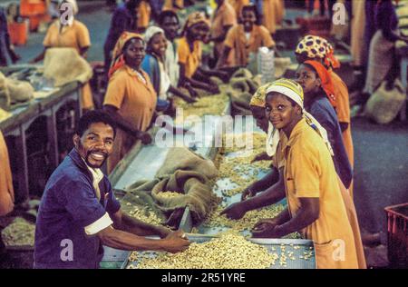 Mozambique, Xai-Xai region; Employees working in a cashew nut factory. The cashews are an important export product. Stock Photo