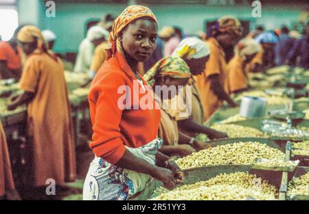 Mozambique, Xai-Xai region; Employees working in a cashew nut factory. The cashews are for export. Stock Photo