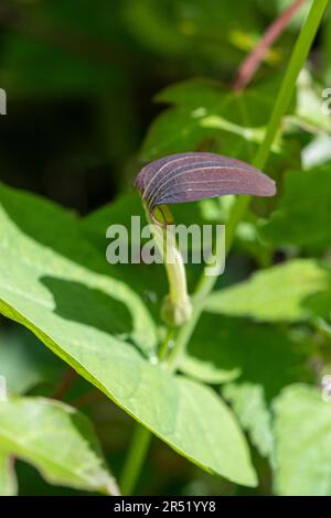 Dutchman's pipe wildflower (Aristolochia sp) in central Italy, Europe, during May Stock Photo