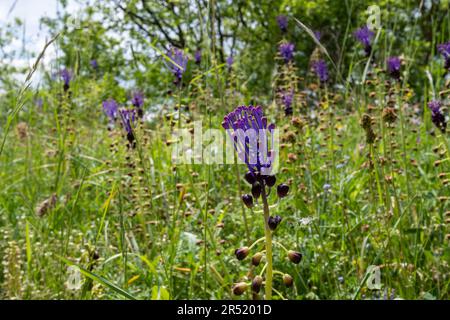 Tassel hyacinth wildflowers (Muscari comosum, also called Leopoldia comosa) in Umbria, Central Italy, Europe, during May Stock Photo