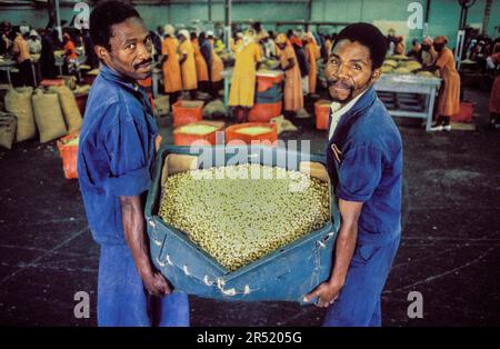 Mozambique, Xai-Xai region; Workers are sorting nuts in a cashew nut factory. The cashews are for export. Stock Photo