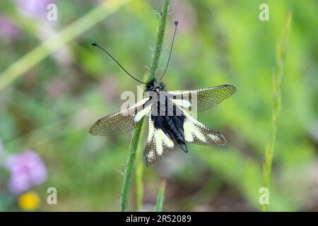 European owlfly or owl fly (Libelloides coccajus, the owly sulphur) resting on a plant stem in Sibilini National Park, Umbria, Italy, Europe Stock Photo