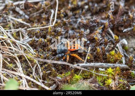 Ladybird spider (Eresus kollari), a brightly coloured spider in the Eresidae family, in Central Italy, Europe Stock Photo