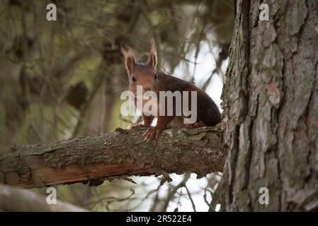 Adorable fluffy squirrel sitting on dry tree branch in forest and looking at camera Stock Photo