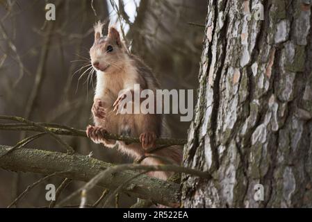Adorable fluffy squirrel sitting on dry tree branch in forest and looking down Stock Photo