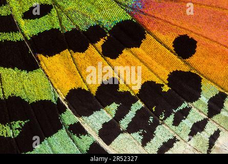 From above of bright colorful rainbow butterfly wing pattern with dark spot over yellow and green color in rough fabric texture Stock Photo