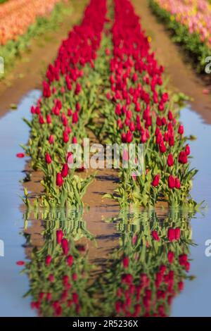 Holland Ridge Farms - Rows of colorful Tulips reflected in puddle of water left by some Spring showers.  This image is available in color as well as b Stock Photo