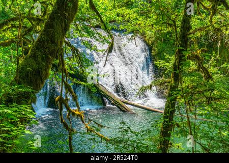 A landscape shot of Drake Falls at Silver Falls State Park in Oregon State Stock Photo