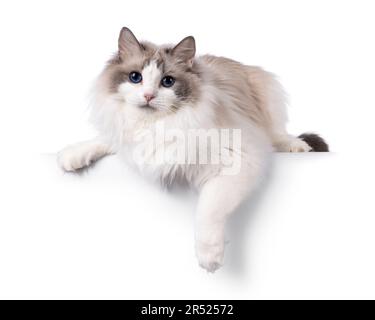 Ragdoll paws hot sale