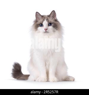 Pretty bicolor Ragdoll cat, sitting up facing front. Looking at camera with dark blue eyes. Isolated on a white background. Stock Photo