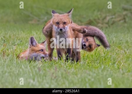 Fox Kits Playtime - Trio of Red Fox Kits enjoy play time when out of the den for a little while.   This image is also available as a black and white. Stock Photo