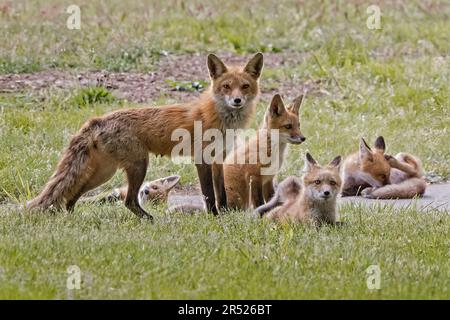 Red Fox Kit family - Vixen and her fox cubs enjoy some time outside of the den in the field. Stock Photo