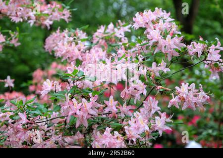 Rhododendron occidentale, commonly known as Western Azalea, in flower Stock Photo