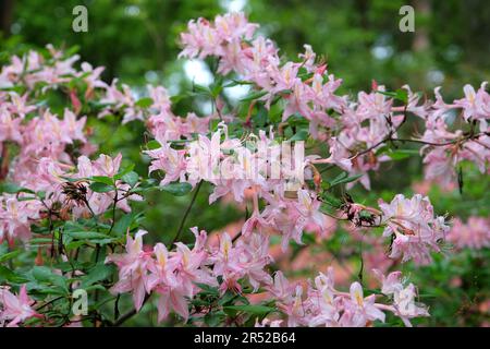 Rhododendron occidentale, commonly known as Western Azalea, in flower Stock Photo