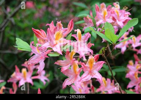 Rhododendron occidentale, commonly known as Western Azalea  'Irene Koster', in flower Stock Photo