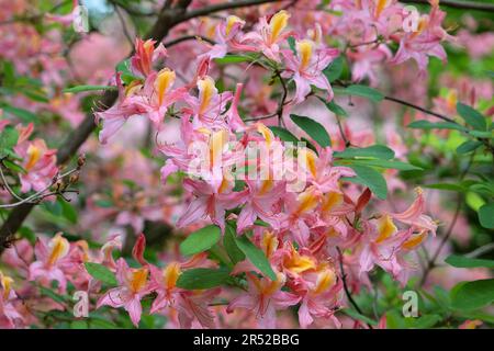 Rhododendron occidentale, commonly known as Western Azalea  'Irene Koster', in flower Stock Photo