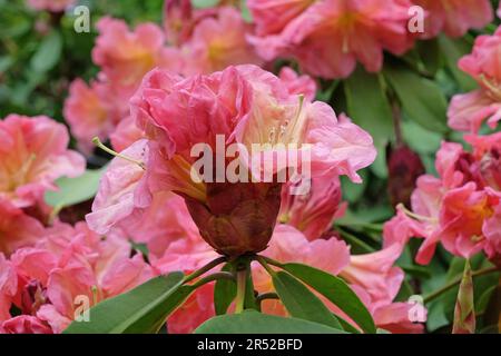 Rhododendron 'Bach Choir' in flower. Stock Photo