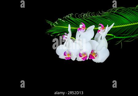 WHite orchids and green tropical palm leaf. Isolated on black. Stock Photo