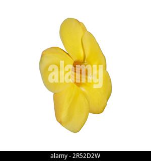 Stunning stock photo capturing the details of a yellow tropical flower with five petals from the Golden Trumpet Vine (Allamandra cathartica), radiatin Stock Photo