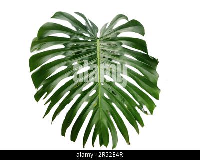 Swiss cheese plant isolated on white. Monstera deliciosa plant Stock Photo