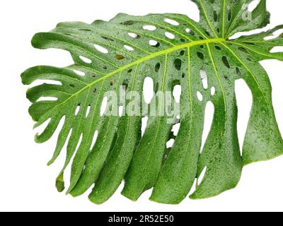 Swiss cheese plant isolated on white. Monstera deliciosa plant Stock Photo