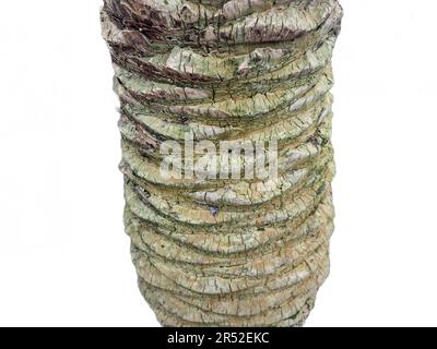 The trunk of a palm tree isolated on white Stock Photo