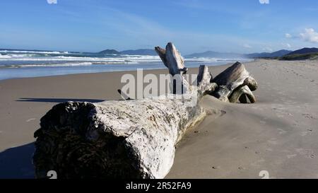 Picture of an old stranded tree at endless and lonely beach in Brasil during daytime in summer Stock Photo
