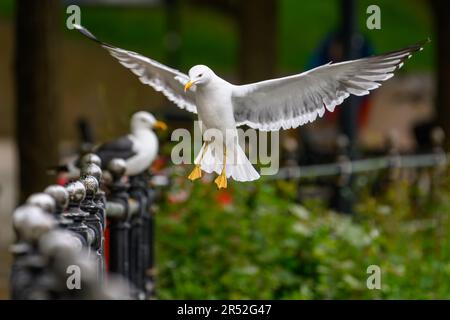 Seagull bird landing on a fence wityh outstretched wings Stock Photo