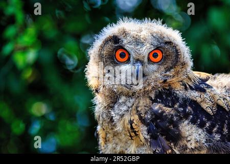 Eurasian eagle-owl (Bubo bubo), captive, portrait, Eifel, Germany Stock Photo