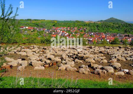 Swabian Alb, Village : Hepisau, Flock of sheep in a pen Stock Photo