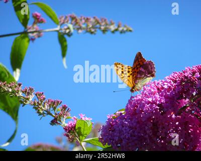 Butterfly : Emperor cloak on butterfly bush Stock Photo